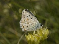 Lysandra coridon 70, Bleek blauwtje, Saxifraga-Jan van der Straaten