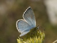 Lysandra coridon 71, Bleek blauwtje, Saxifraga-Jan van der Straaten