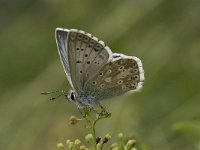 Lysandra coridon 92, Bleek blauwtje, Saxifraga-Willem van Kruijsbergen