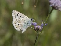 Lysandra coridon 98, Bleek blauwtje, Saxifraga-Willem van Kruijsbergen