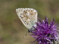 Lysandra coridon 99, Bleek blauwtje, Saxifraga-Willem van Kruijsbergen