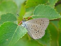 Maculinea alcon 11, Gentiaanblauwtje, Vlinderstichting-Henk Bosma