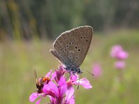 Maculinea alcon 12, Gentiaanblauwtje, Saxifraga-Mark Zekhuis