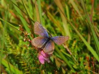 Maculinea alcon 25, Gentiaanblauwtje, Saxifraga-Rudmer Zwerver