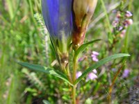 Maculinea alcon 3, Gentiaanblauwtje, Vlinderstichting-Henk Bosma