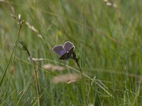 Maculinea alcon 38, Gentiaanblauwtje, Saxifraga-Jan Nijendijk