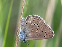 Maculinea alcon 41, Gentiaanblauwtje, Saxifraga-Hans Dekker