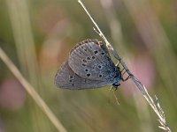 Maculinea alcon 48, Gentiaanblauwtje, Saxifraga-Luuk Vermeer