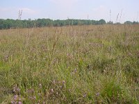 Maculinea alcon 6, Gentiaanblauwtje, habitat, Vlinderstichting Henk Bosma