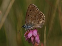 Maculinea alcon 13, Gentiaanblauwtje, Vlinderstichting-Albert Vliegenthart