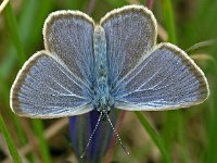 Maculinea alcon 15, Gentiaanblauwtje, Saxifraga-Hans Dekker