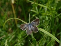 Maculinea alcon 16, Gentiaanblauwtje, female, Saxifraga-Arthur van Dijk