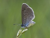 Maculinea alcon 19, Gentiaanblauwtje, Saxifraga-Mark Zekhuis