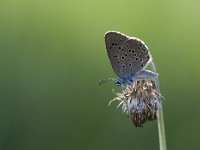 Maculinea alcon 21, Gentiaanblauwtje, Saxifraga-Mark Zekhuis