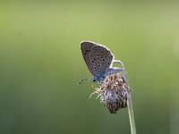 Maculinea alcon 22, Gentiaanblauwtje, Saxifraga-Mark Zekhuis