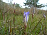 Maculinea alcon 24, Gentiaanblauwtje, Saxifraga-Mark Zekhuis