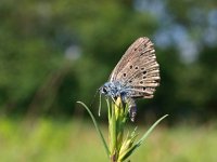 Maculinea alcon 26, Gentiaanblauwtje, Saxifraga-Rudmer Zwerver