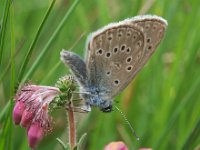 Maculinea alcon 34, Gentiaanblauwtje, Saxifraga-Hans Dekker