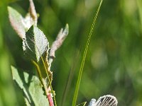 Maculinea alcon 35, Gentiaanblauwtje, Saxifraga-Hans Dekker