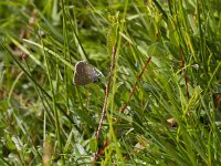 Maculinea alcon 36, Gentiaanblauwtje, Saxifraga-Jan Nijendijk