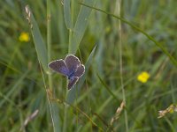 Maculinea alcon 39, Gentiaanblauwtje, Saxifraga-Jan Nijendijk