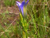 Maculinea alcon 4, Gentiaanblauwtje, Saxifraga-Mark Zekhuis