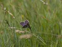 Maculinea alcon 40, Gentiaanblauwtje, Saxifraga-Jan Nijendijk