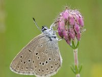 Maculinea alcon 45, Gentiaanblauwtje, Saxifraga-Luuk Vermeer