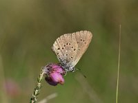 Maculinea alcon 47, Gentiaanblauwtje, Saxifraga-Luuk Vermeer