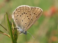 Maculinea alcon 8, Gentiaanblauwtje, Vlinderstichting-Chris van Swaay  Gentiaanblauwtje Maculinea alcon MALCO MACUALCO