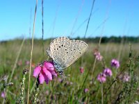 Maculinea alcon 9, Gentiaanblauwtje, Vlinderstichting-Henk Bosma