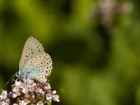 Maculinea arion 11, Tijmblauwtje, Saxifraga-Jan van der Straaten