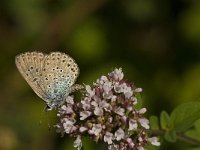 Maculinea arion 12, Tijmblauwtje, Saxifraga-Jan van der Straaten