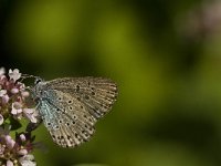 Maculinea arion 14, Tijmblauwtje, Saxifraga-Jan van der Straaten