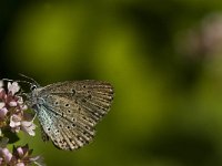 Maculinea arion 15, Tijmblauwtje, Saxifraga-Jan van der Straaten