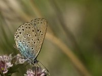 Maculinea arion 17, Tijmblauwtje, Saxifraga-Jan van der Straaten