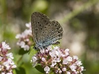 Maculinea arion 19, Tijmblauwtje, Saxifraga-Willem van Kruijsbergen