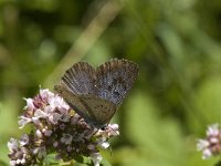 Maculinea arion 20, Tijmblauwtje, Saxifraga-Willem van Kruijsbergen