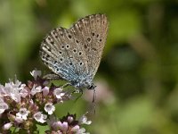 Maculinea arion 22, Tijmblauwtje, Saxifraga-Willem van Kruijsbergen