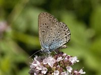 Maculinea arion 23, Tijmblauwtje, Saxifraga-Willem van Kruijsbergen