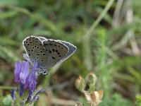 Maculinea arion 24, Tijmblauwtje, Saxifraga-Kars Veling