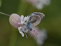 Maculinea arion 26, Tijmblauwtje, Saxifraga-Luuk Vermeer