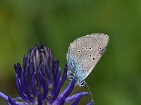 Maculinea arion 27, Tijmblauwtje, Saxifraga-Luuk Vermeer