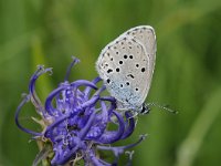 Maculinea arion 36, Tijmblauwtje, Saxifraga-Luuk Vermeer