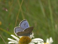 Maculinea arion 5, Tijmblauwtje, Vlinderstichting-Kars Veling