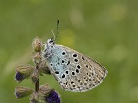 Maculinea arion 6, Tijmblauwtje, Vlinderstichting-Kars Veling