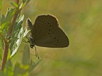 Maculinea nausithous 2, Donker pimpernelblauwtje, female, Vlinderstichting-Kars Veling