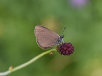 Maculinea nausithous 8, Donker pimpernelblauwtje, Saxifraga-Luuk Vermeer