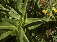 Maculinea rebeli 19, Berggentiaanblauwtje, Saxifraga-Jan van der Straaten