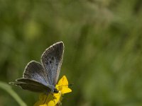 Maculinea rebeli 21, Berggentiaanblauwtje, female, Saxifraga-Jan van der Straaten